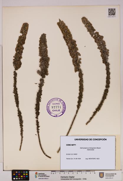 Ophryosporus triangularis [Espécimen: UDEC:CONC:0092771]