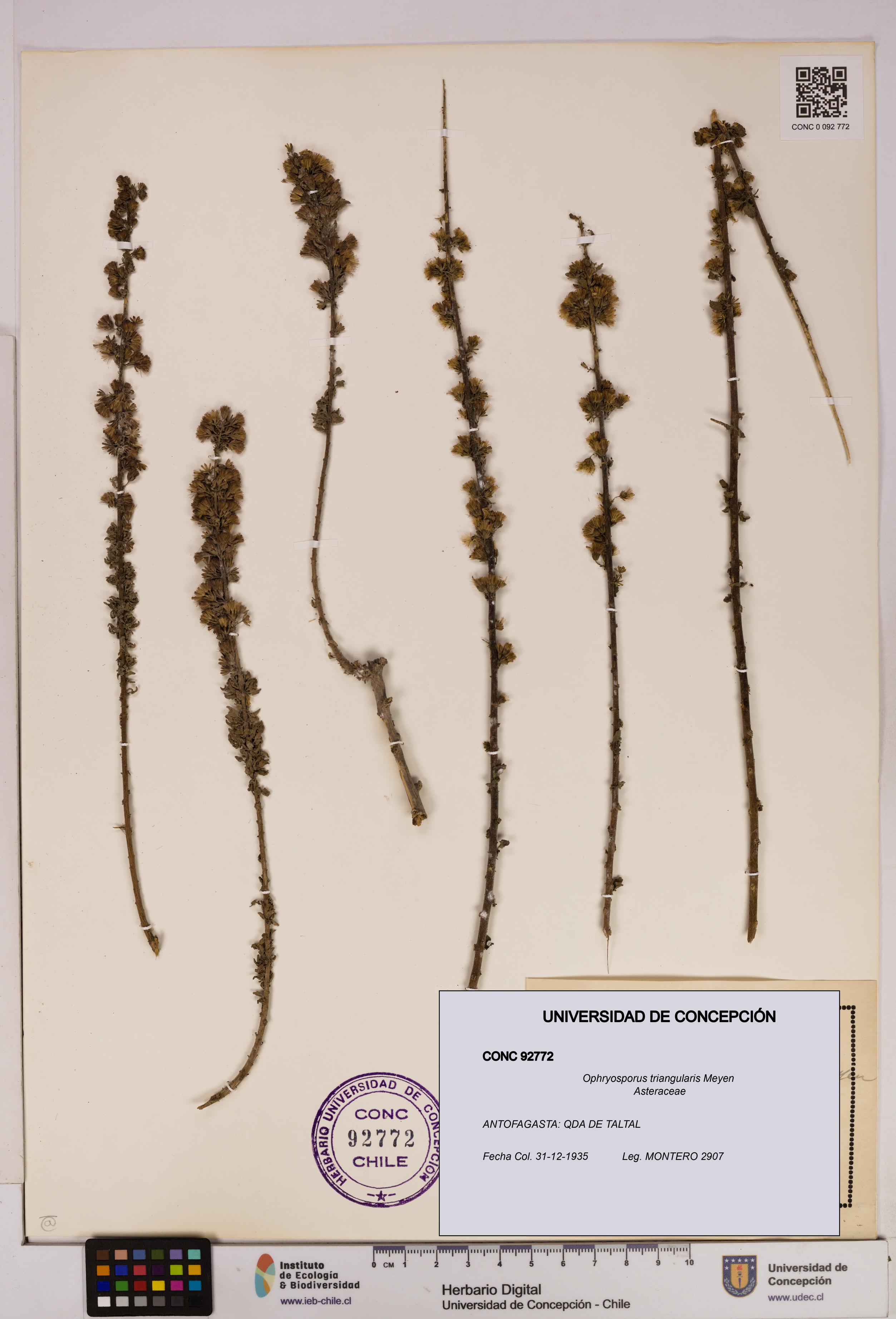 Ophryosporus triangularis [Espécimen: UDEC:CONC:0092772]