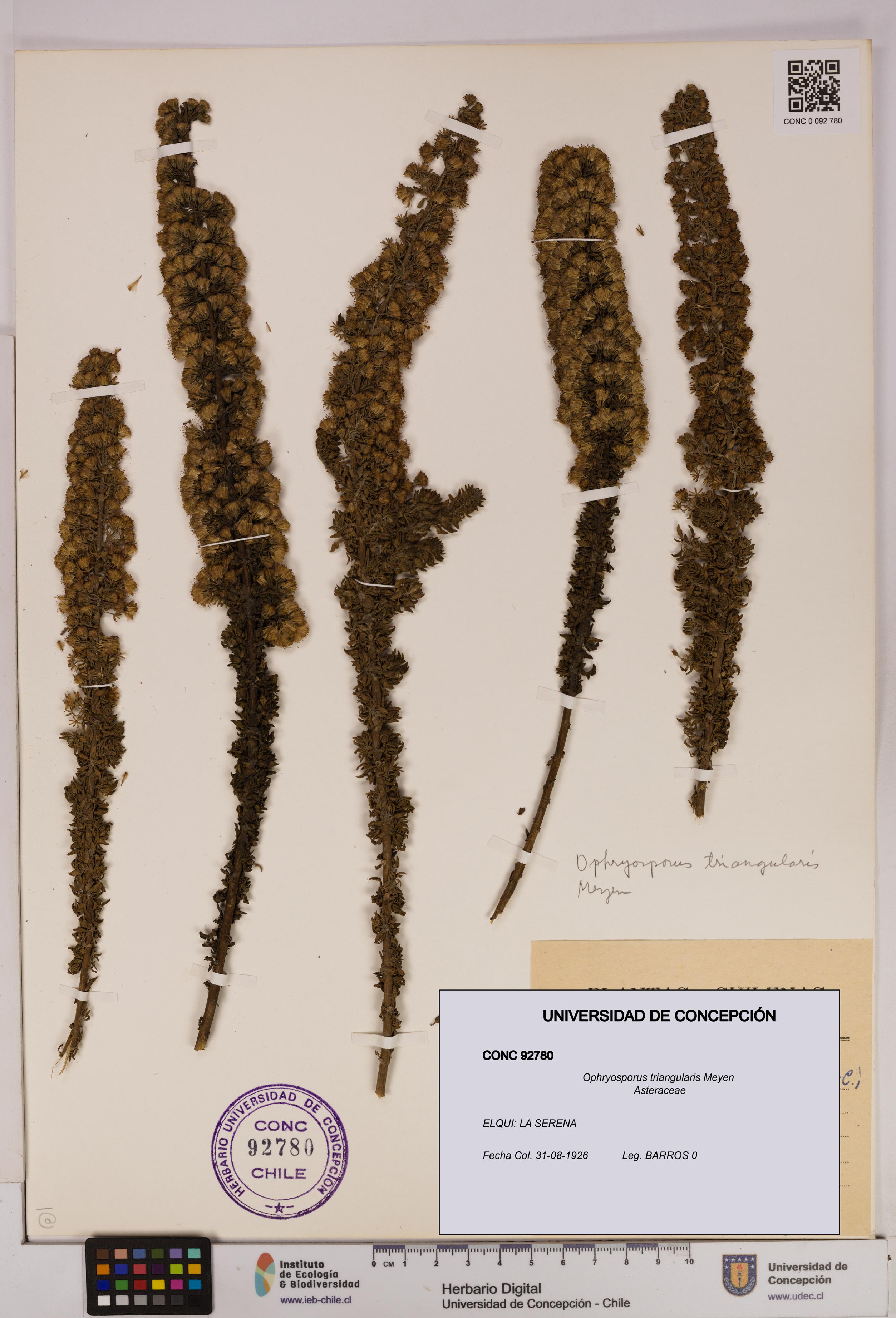 Ophryosporus triangularis [Espécimen: UDEC:CONC:0092780]