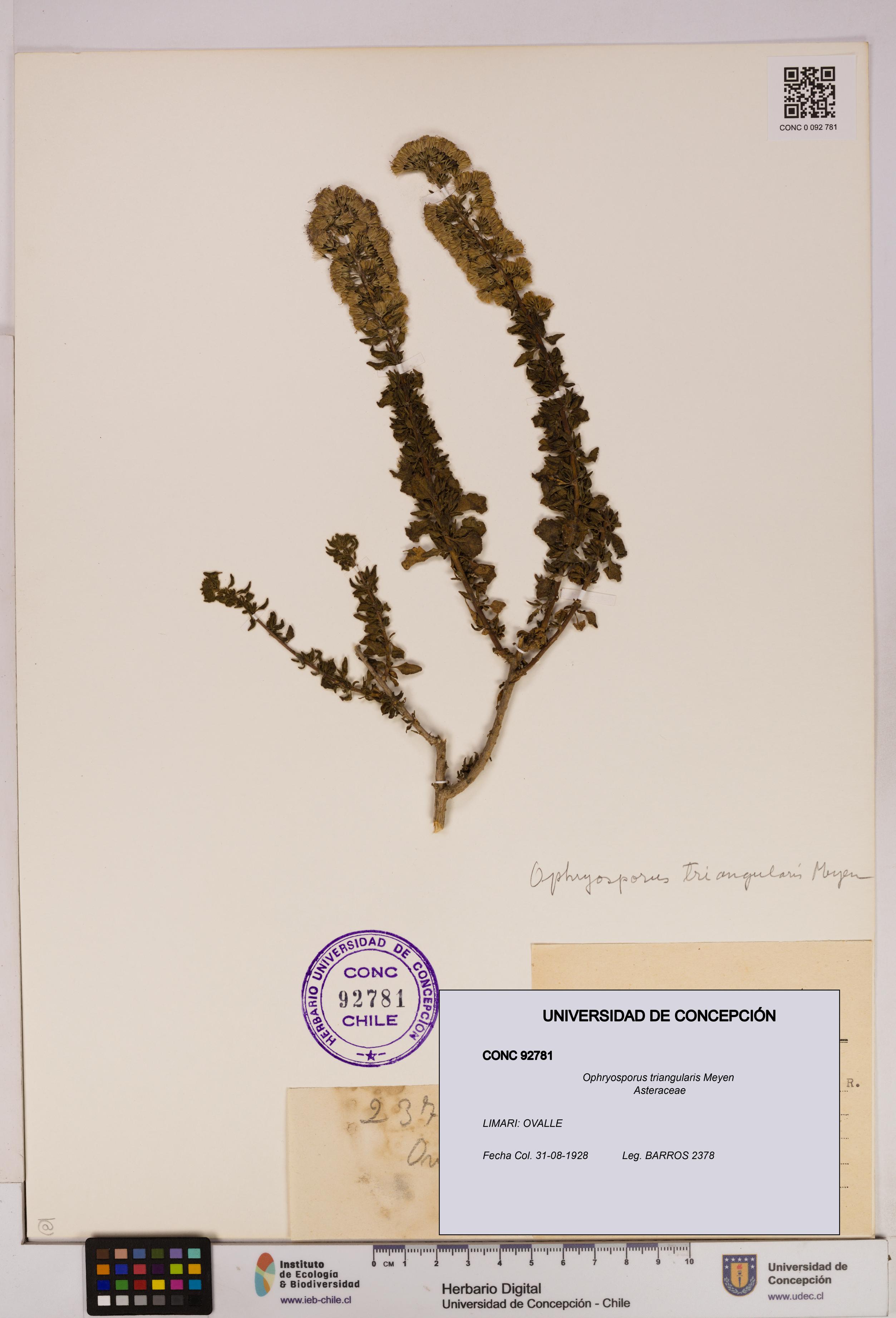 Ophryosporus triangularis [Espécimen: UDEC:CONC:0092781]