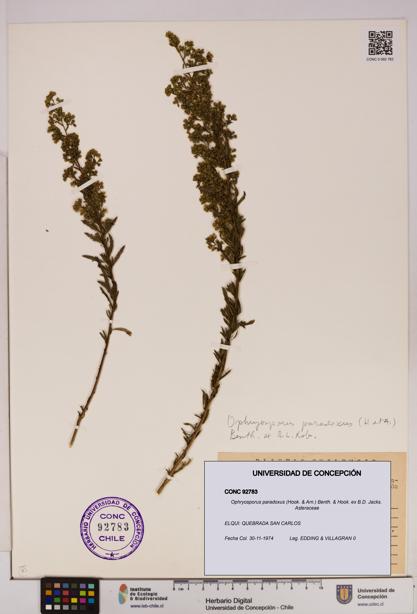 Ophryosporus paradoxus [Espécimen: UDEC:CONC:0092783]