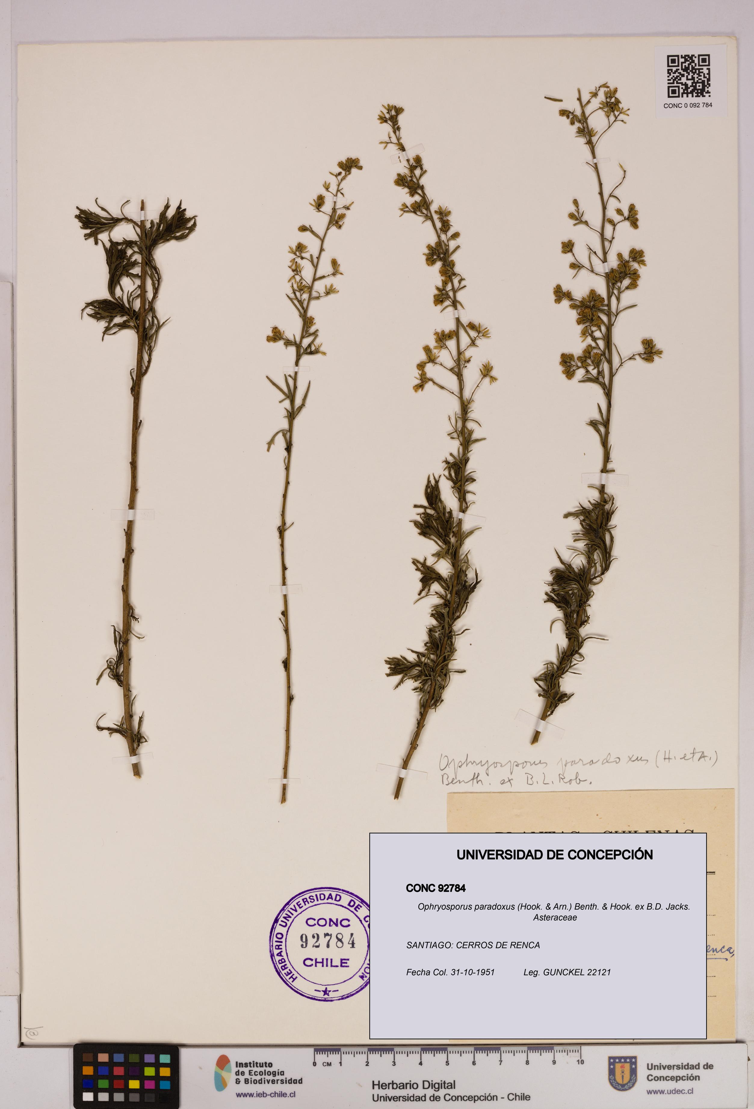 Ophryosporus paradoxus [Espécimen: UDEC:CONC:0092784]