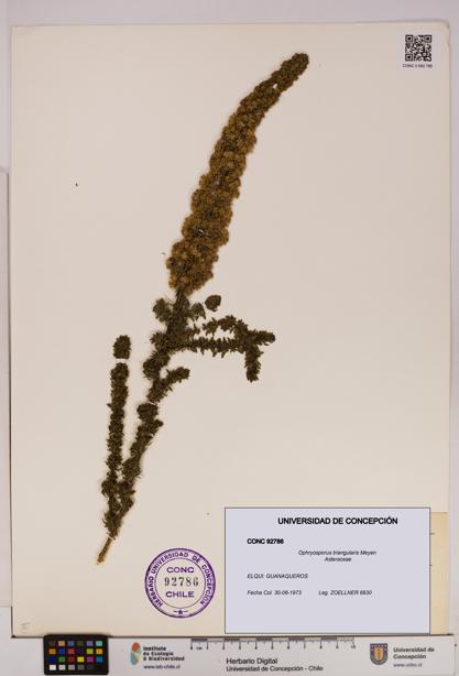 Ophryosporus triangularis [Espécimen: UDEC:CONC:0092786]