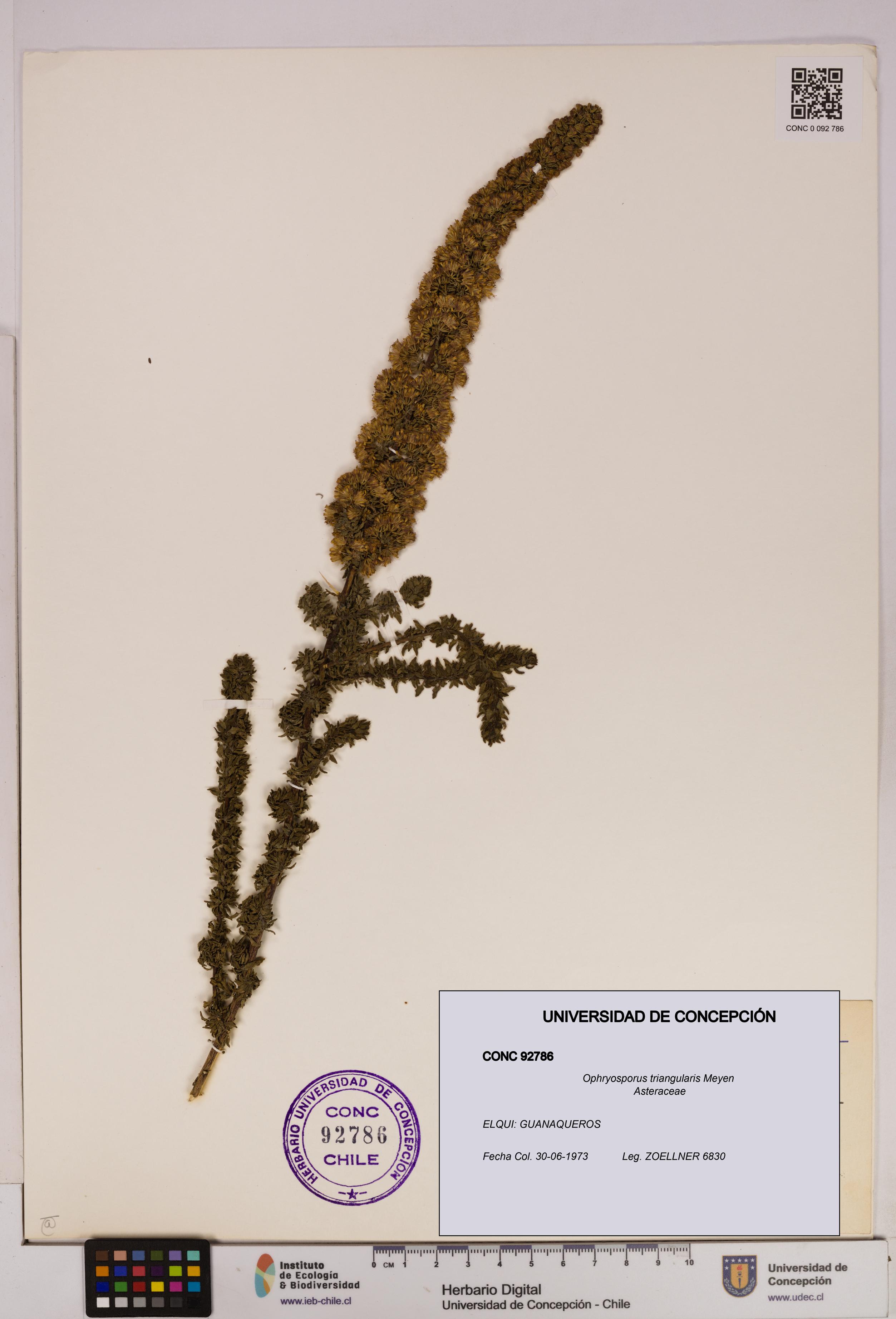 Ophryosporus triangularis [Espécimen: UDEC:CONC:0092786]