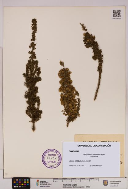 Ophryosporus triangularis [Espécimen: UDEC:CONC:0092787]