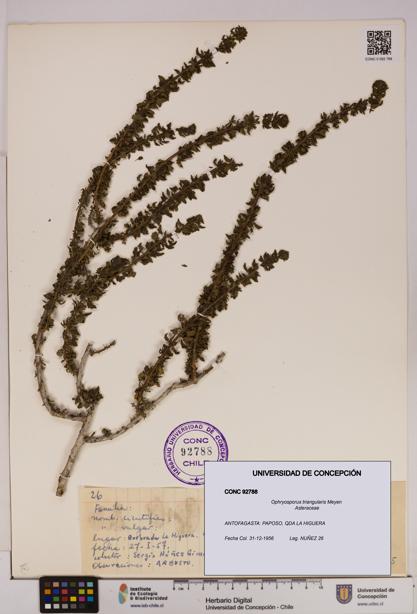 Ophryosporus triangularis [Espécimen: UDEC:CONC:0092788]