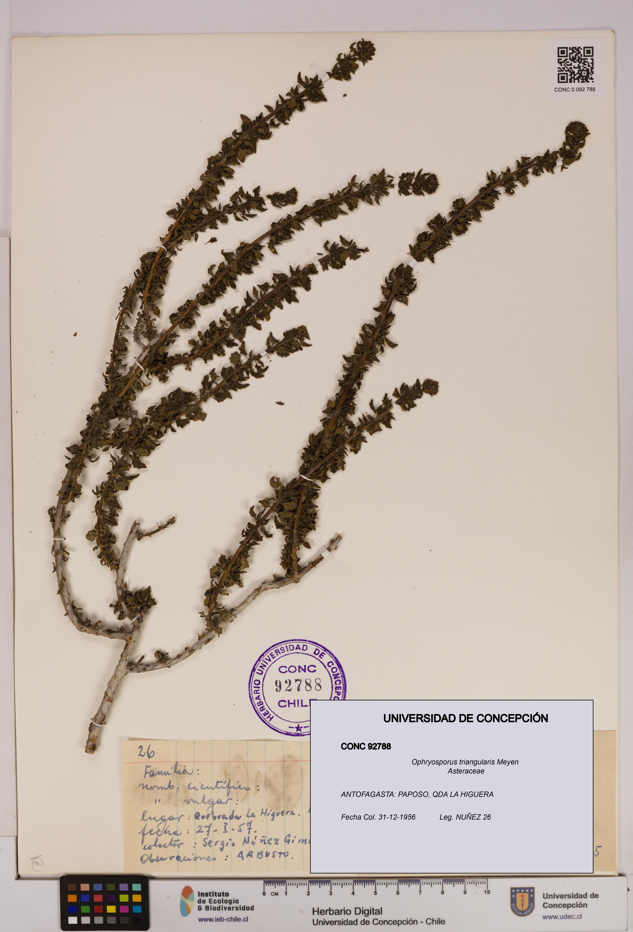 Ophryosporus triangularis [Espécimen: UDEC:CONC:0092788]