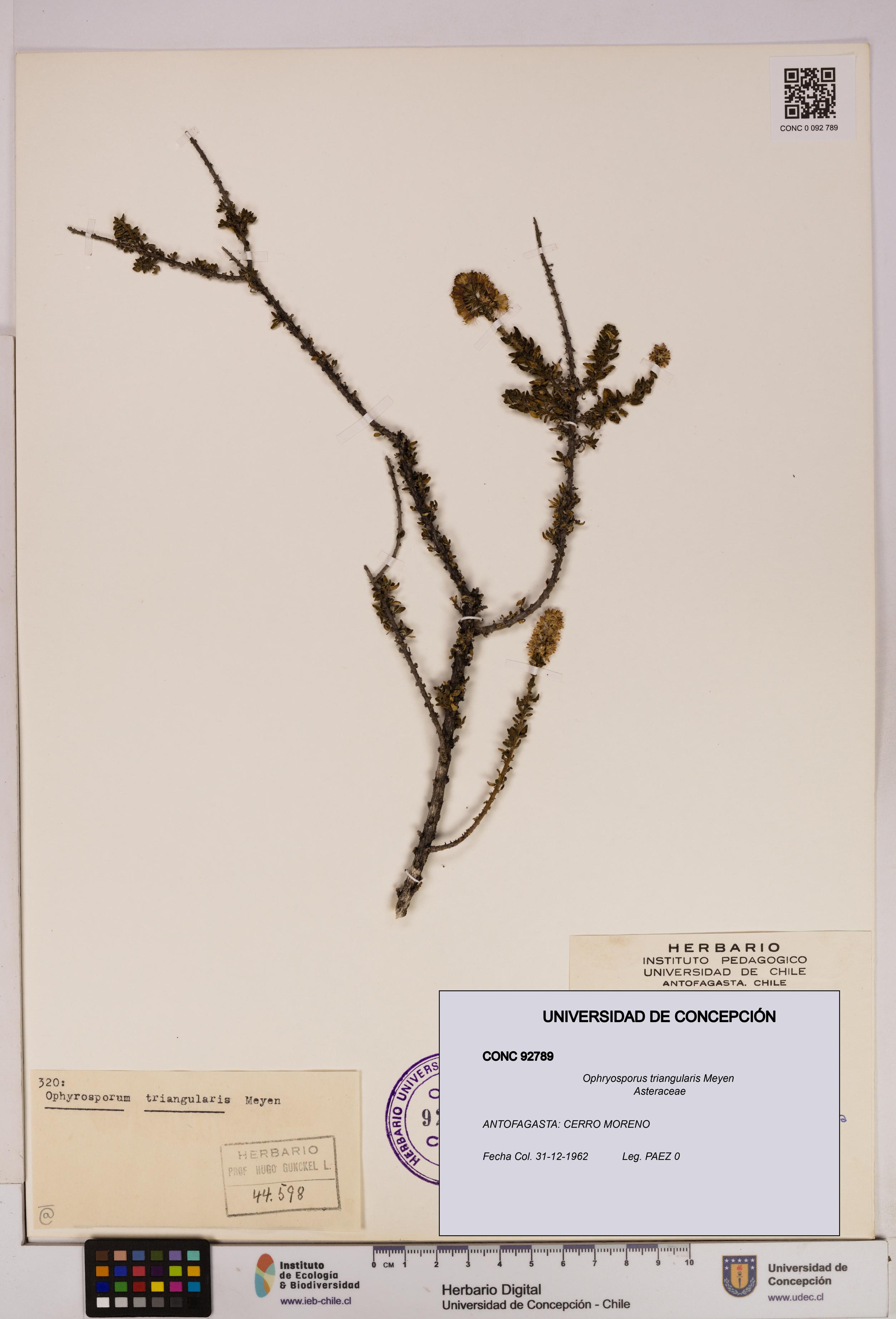 Ophryosporus triangularis [Espécimen: UDEC:CONC:0092789]