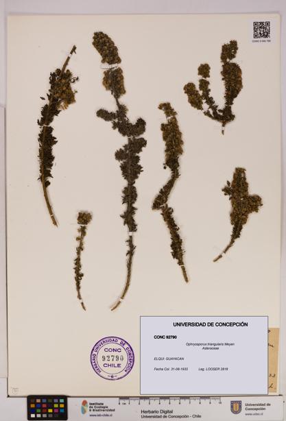 Ophryosporus triangularis [Espécimen: UDEC:CONC:0092790]