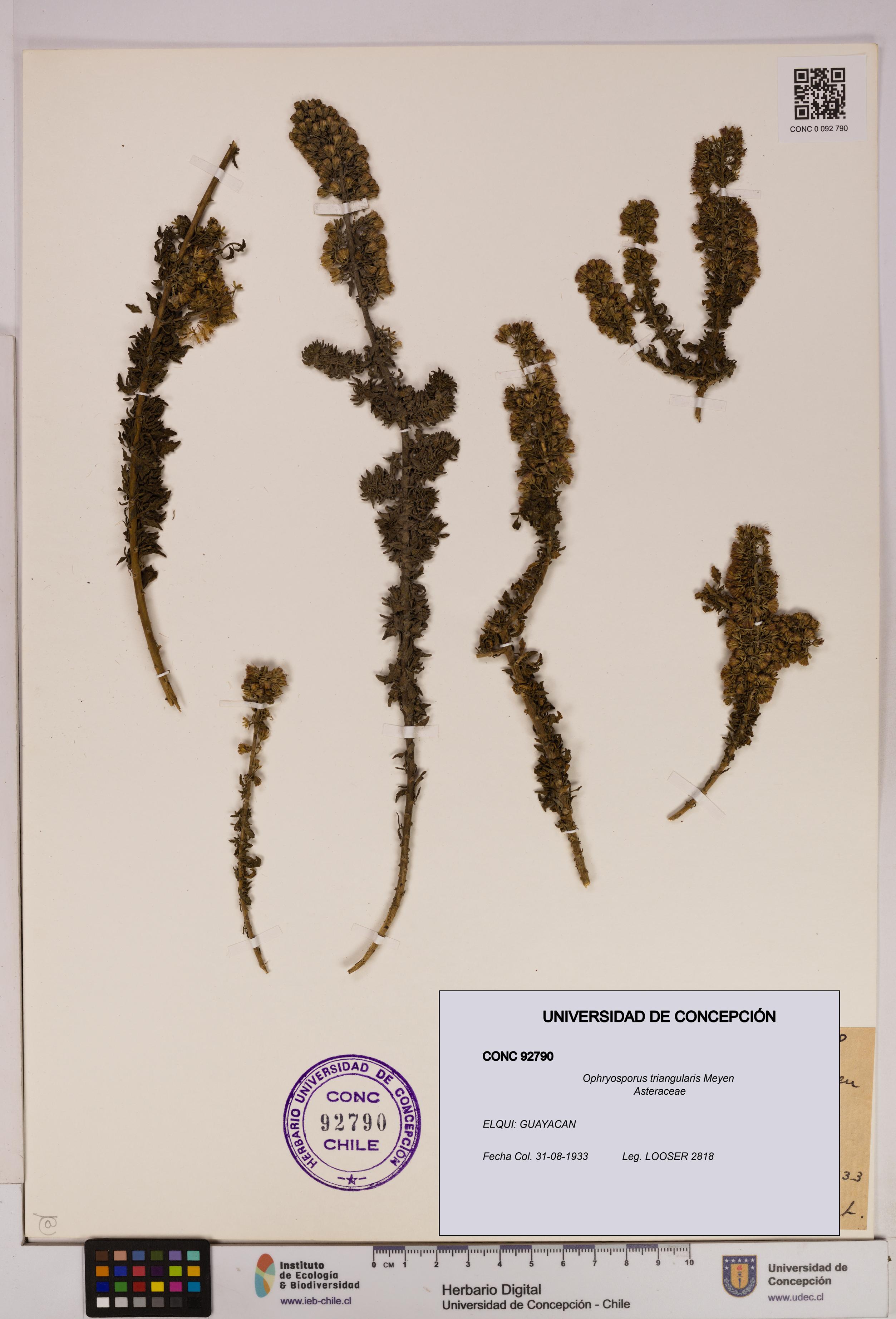 Ophryosporus triangularis [Espécimen: UDEC:CONC:0092790]