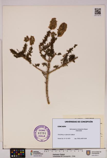 Ophryosporus triangularis [Espécimen: UDEC:CONC:0092791]