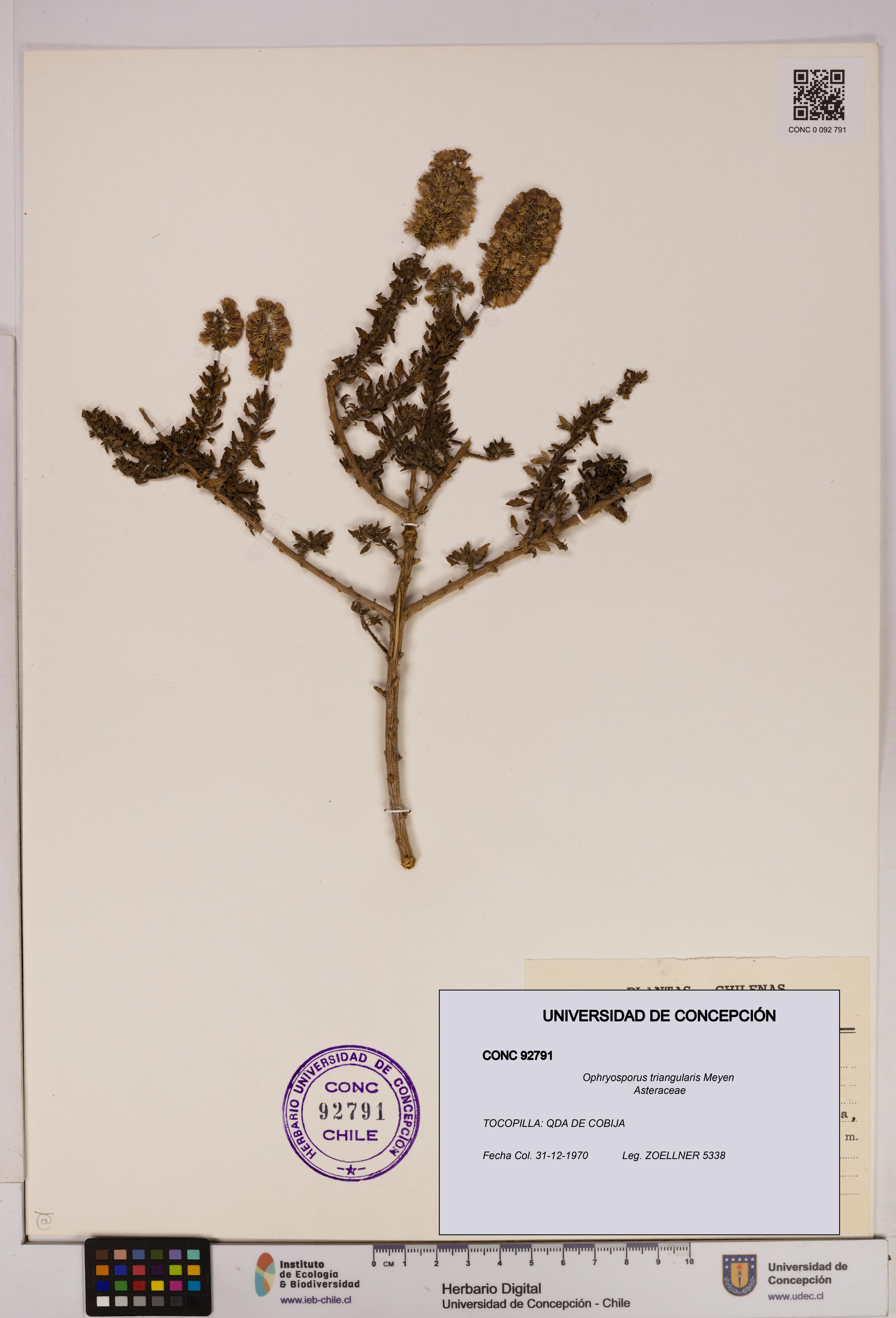 Ophryosporus triangularis [Espécimen: UDEC:CONC:0092791]