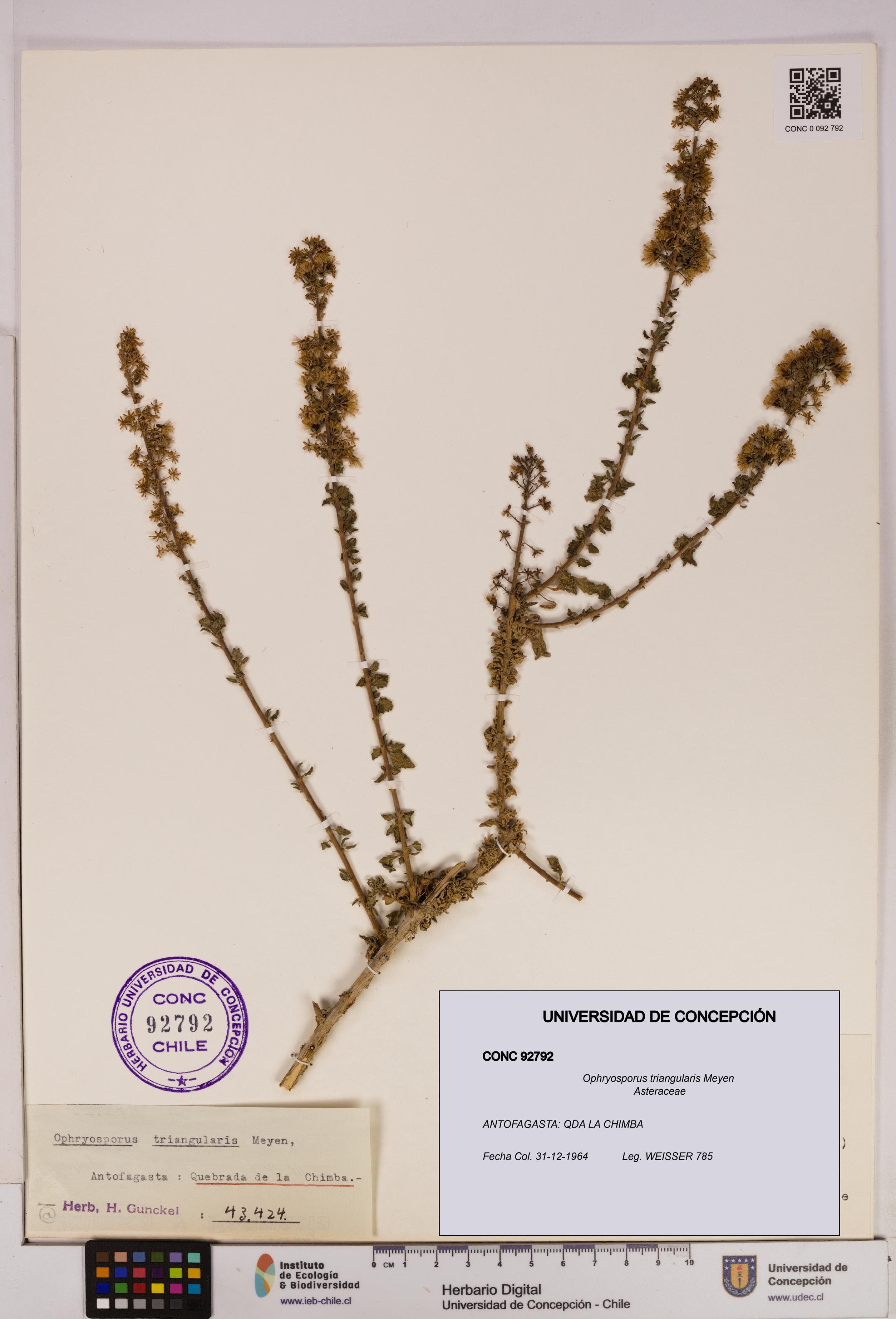 Ophryosporus triangularis [Espécimen: UDEC:CONC:0092792]