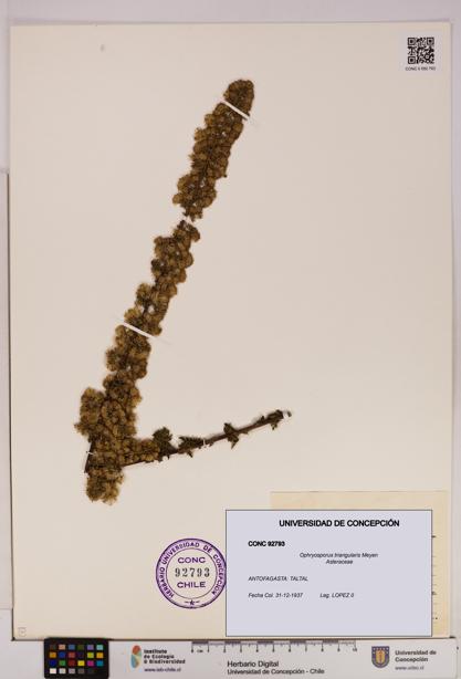 Ophryosporus triangularis [Espécimen: UDEC:CONC:0092793]
