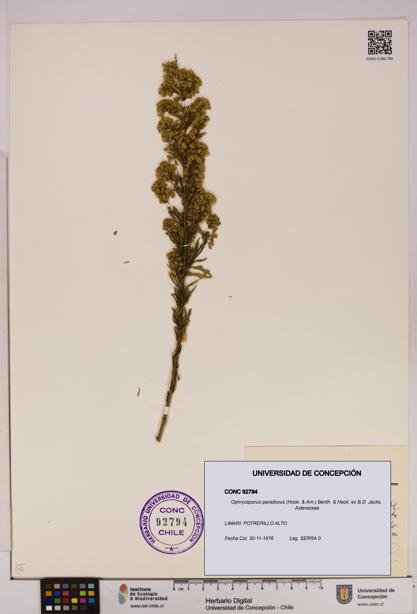 Ophryosporus paradoxus [Espécimen: UDEC:CONC:0092794]