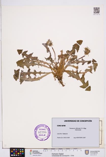 Taraxacum officinale [Espécimen: ]