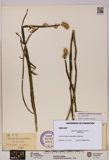 Baccharis sagittalis [Espécimen: UDEC:CONC:0092797]