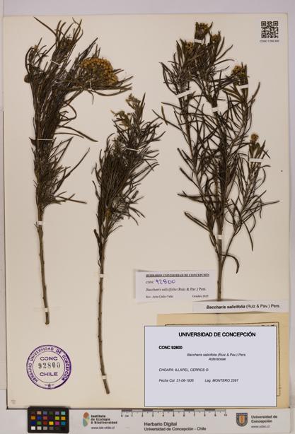 Baccharis salicifolia [Espécimen: UDEC:CONC:0092800]