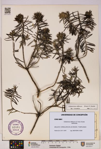 Chiliotrichum diffusum [Espécimen: UDEC:CONC:0092801]