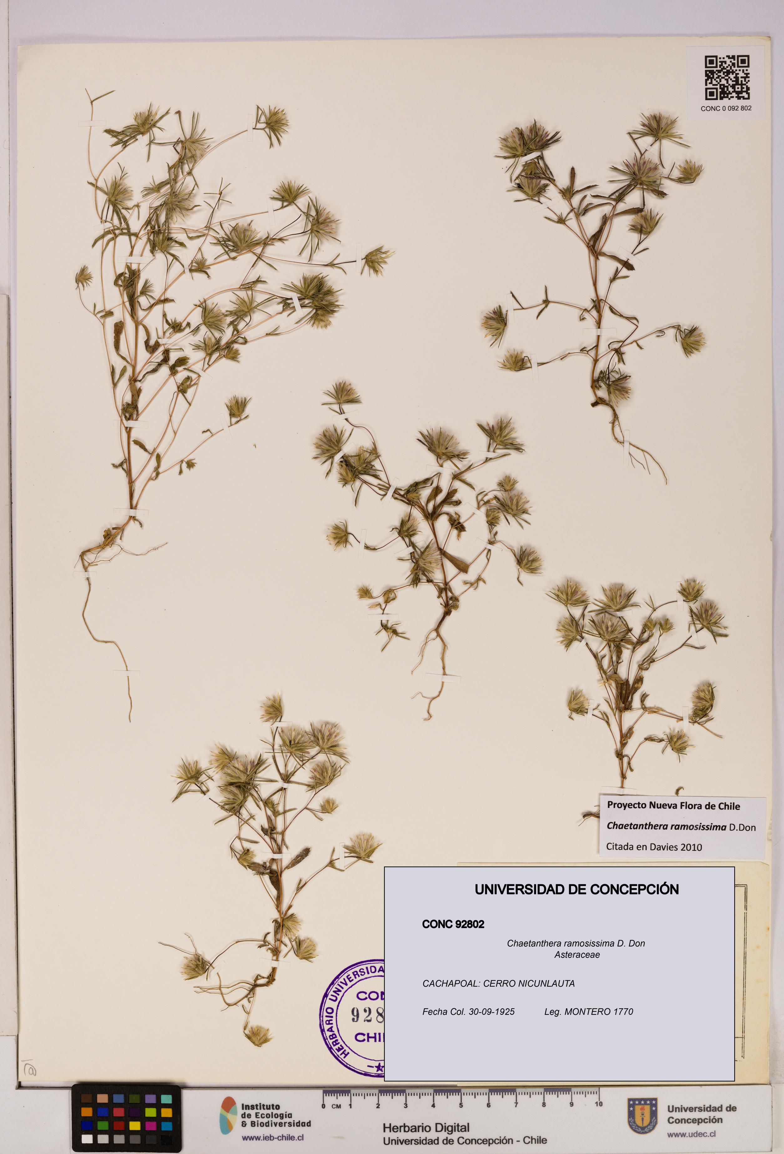 Chaetanthera ramosissima [Espécimen: UDEC:CONC:0092802]