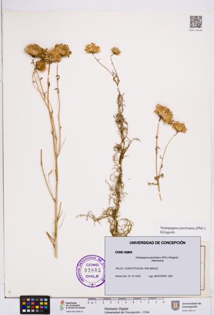 Notopappus pectinatus [Espécimen: ]