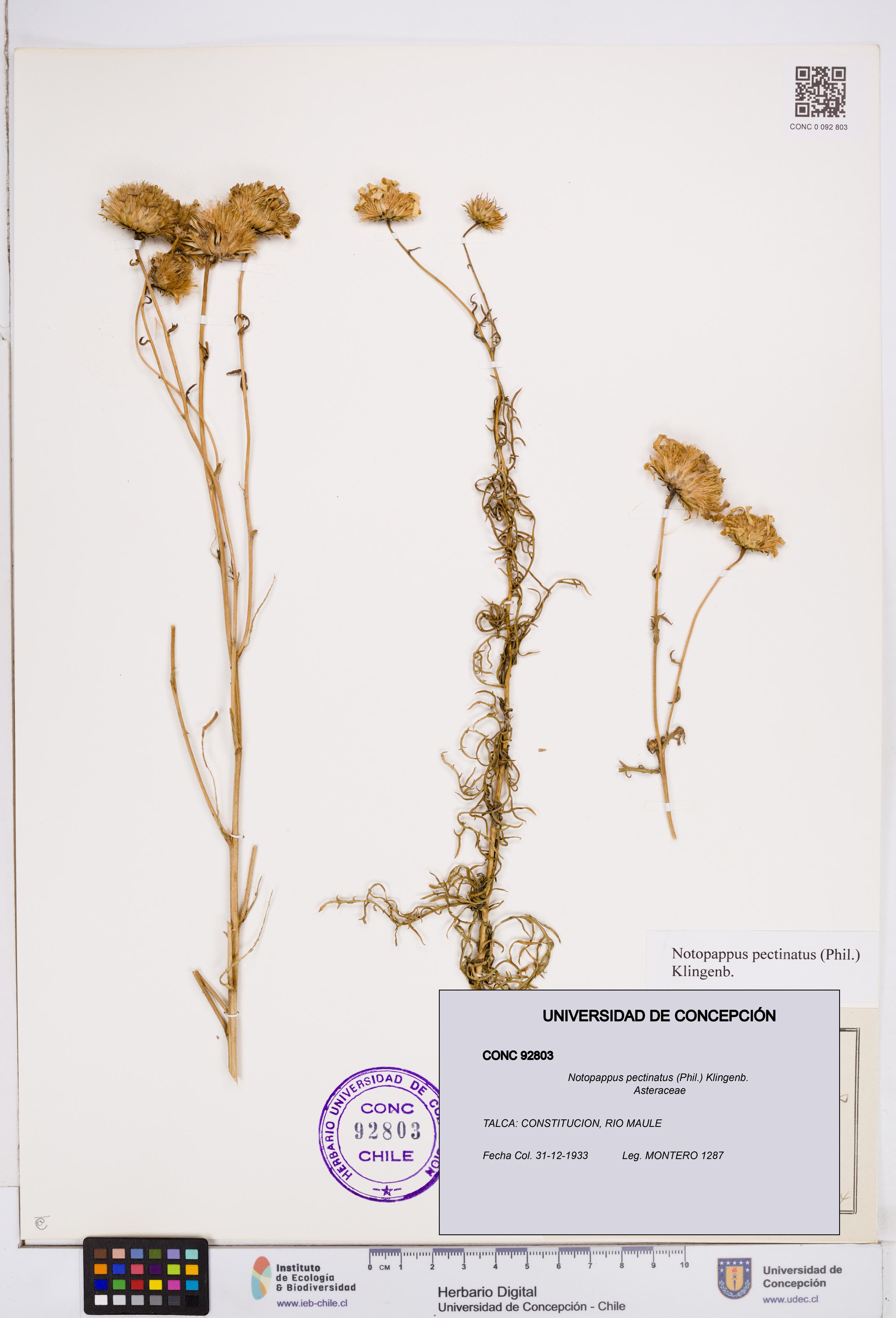 Notopappus pectinatus [Espécimen: ]