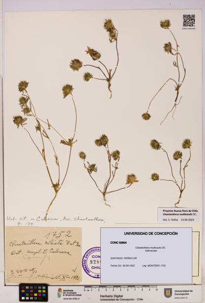 Chaetanthera multicaulis [Espécimen: UDEC:CONC:0092804]