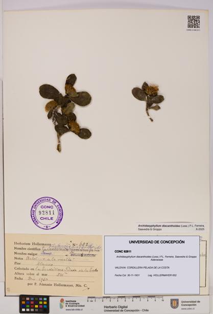 Archidasyphyllum diacanthoides [Espécimen: UDEC:CONC:0092811]