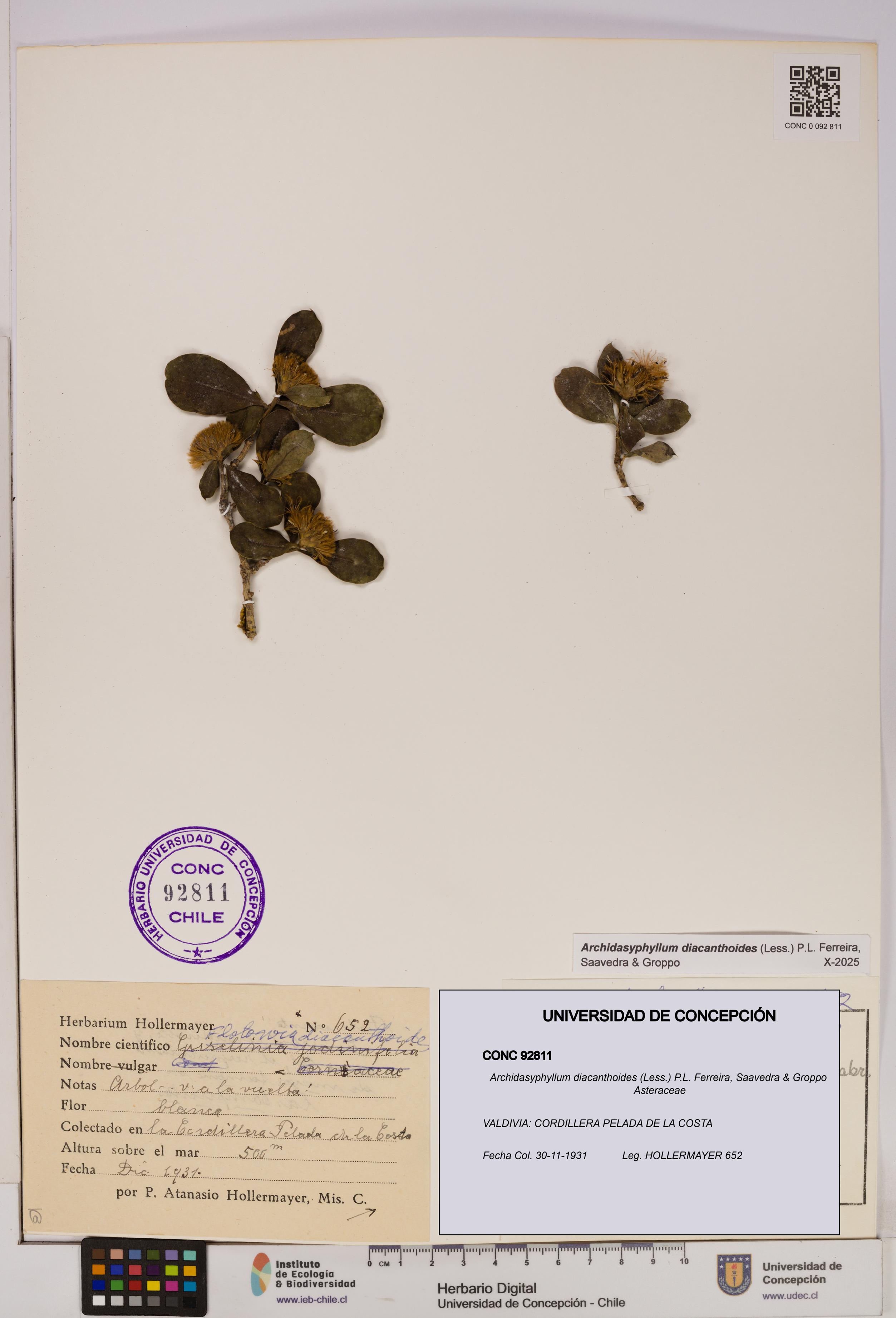 Archidasyphyllum diacanthoides [Espécimen: UDEC:CONC:0092811]