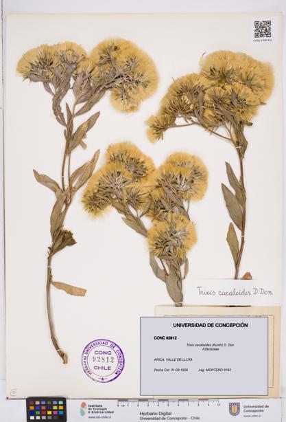 Trixis cacalioides [Espécimen: ]