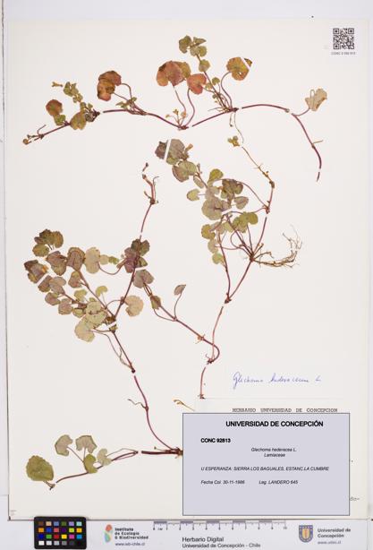 Glechoma hederacea [Espécimen: ]