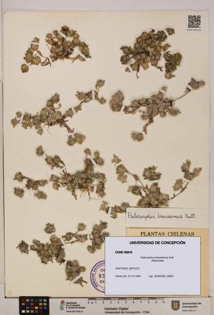 Psilocarphus brevissimus [Espécimen: ]