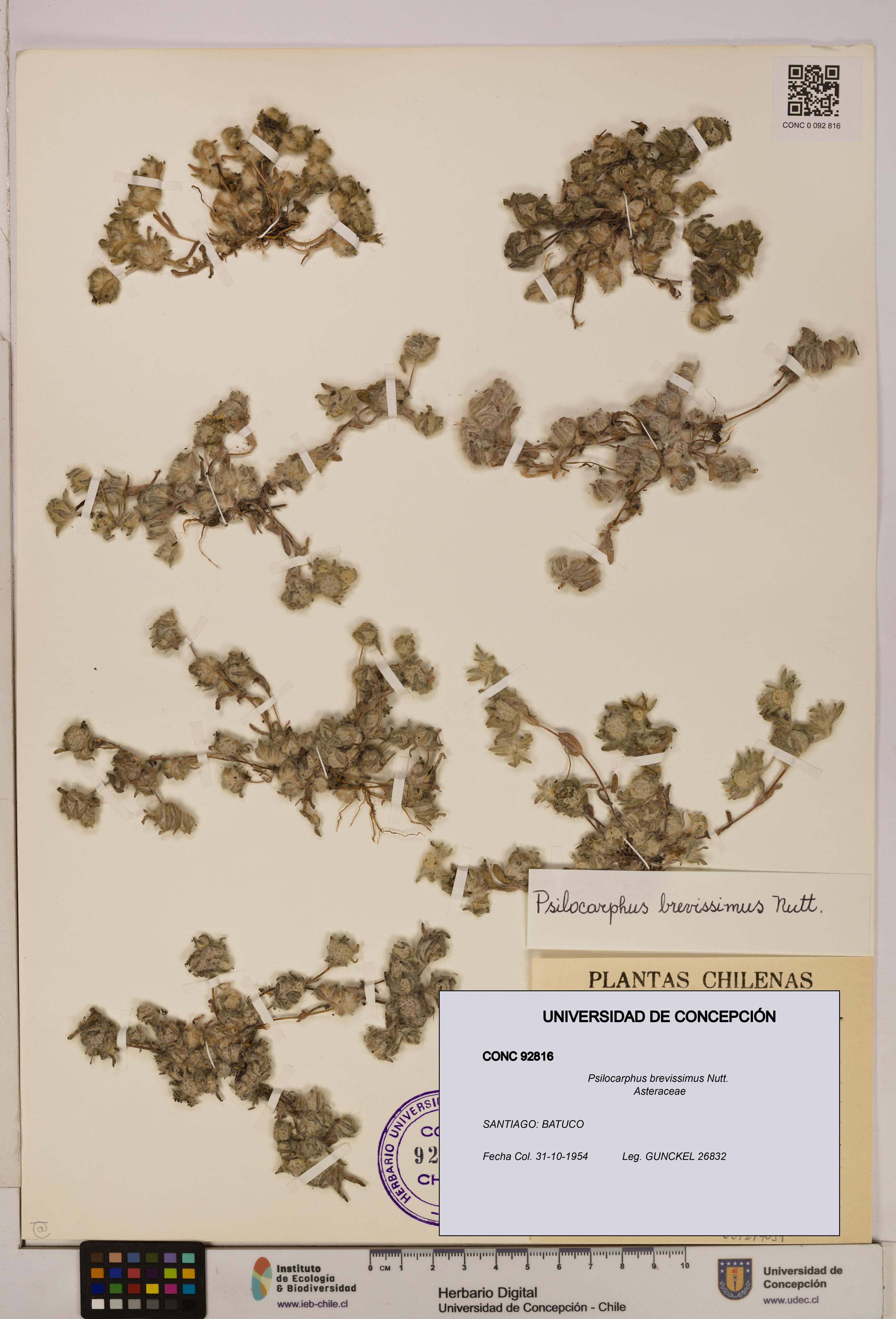 Psilocarphus brevissimus [Espécimen: ]