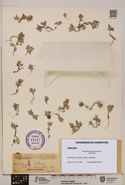 Psilocarphus brevissimus [Espécimen: ]