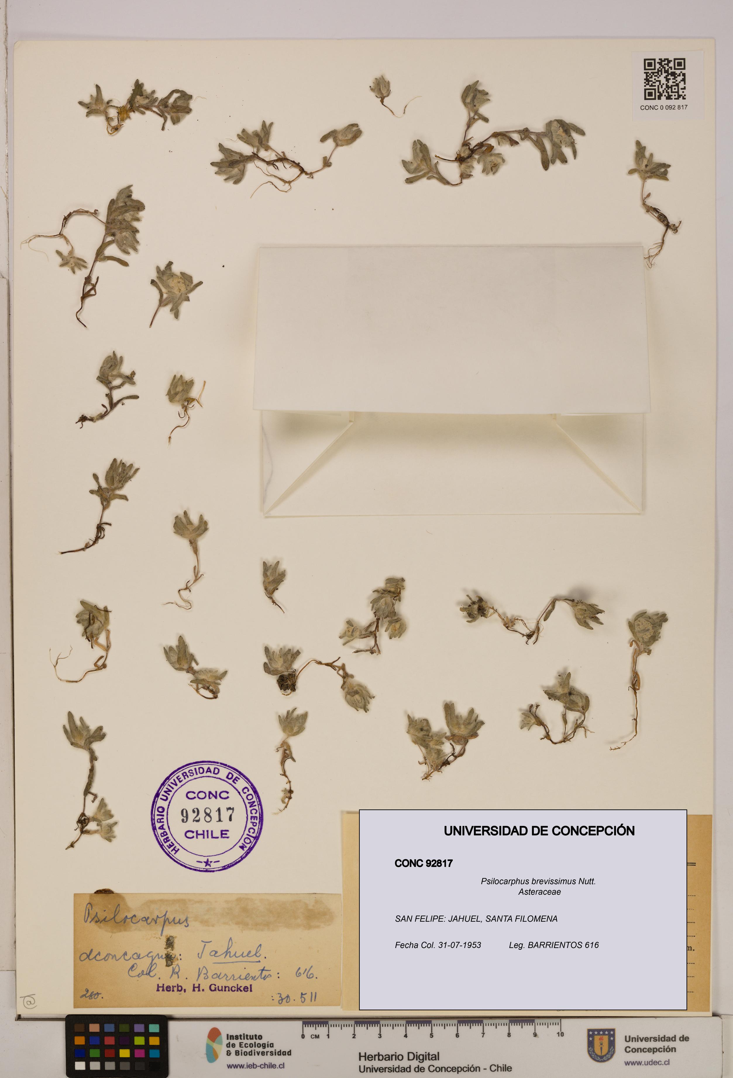 Psilocarphus brevissimus [Espécimen: ]