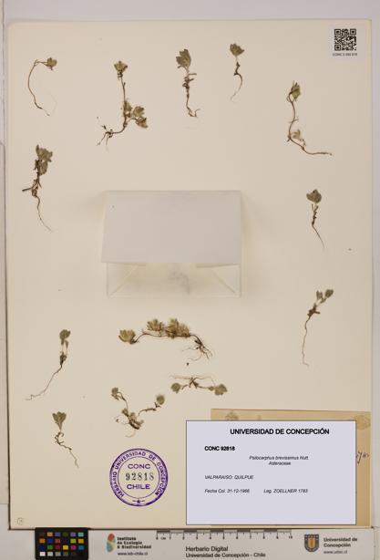 Psilocarphus brevissimus [Espécimen: ]
