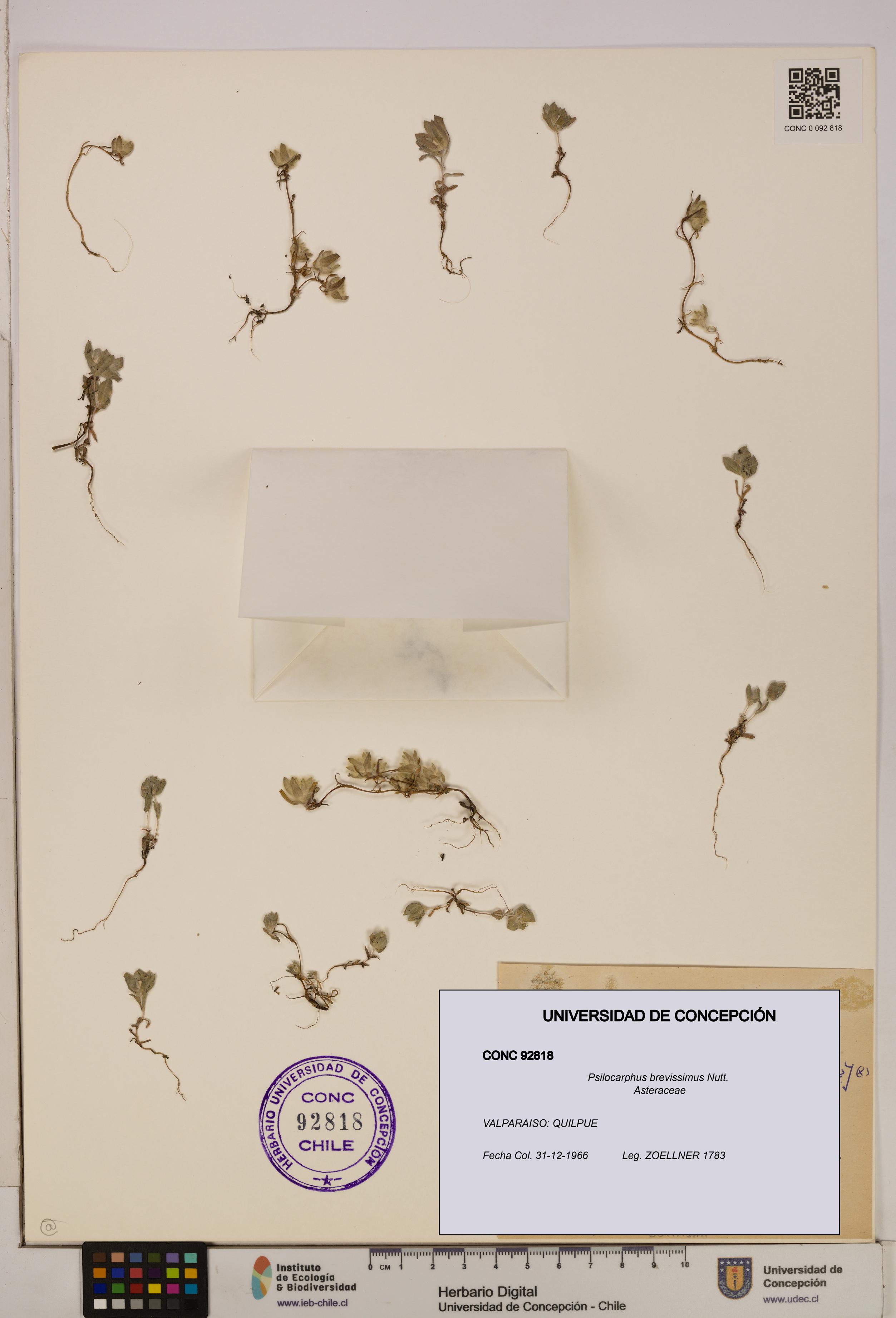 Psilocarphus brevissimus [Espécimen: ]