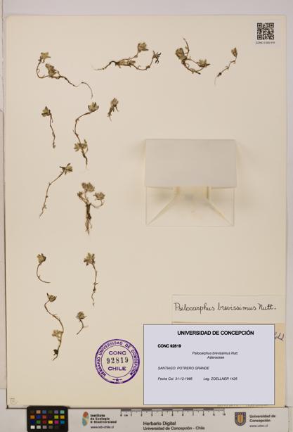 Psilocarphus brevissimus [Espécimen: ]