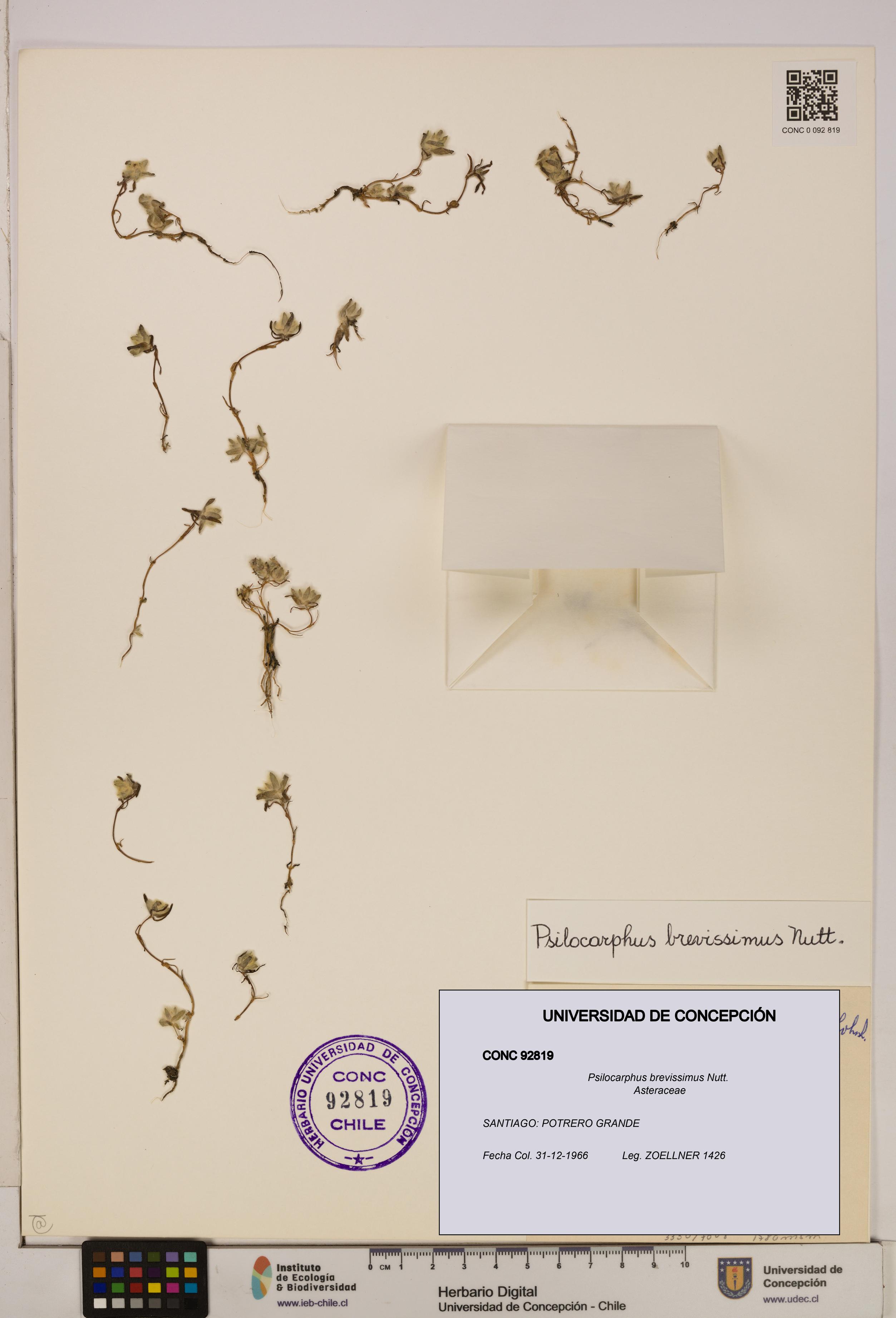 Psilocarphus brevissimus [Espécimen: ]