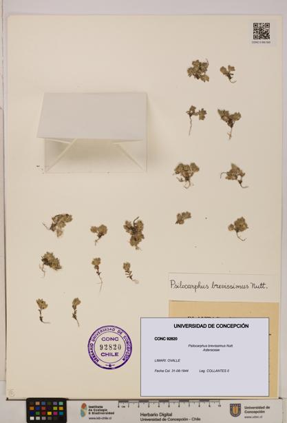 Psilocarphus brevissimus [Espécimen: ]