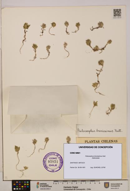 Psilocarphus brevissimus [Espécimen: ]