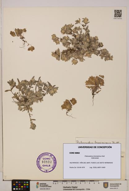 Psilocarphus brevissimus [Espécimen: ]