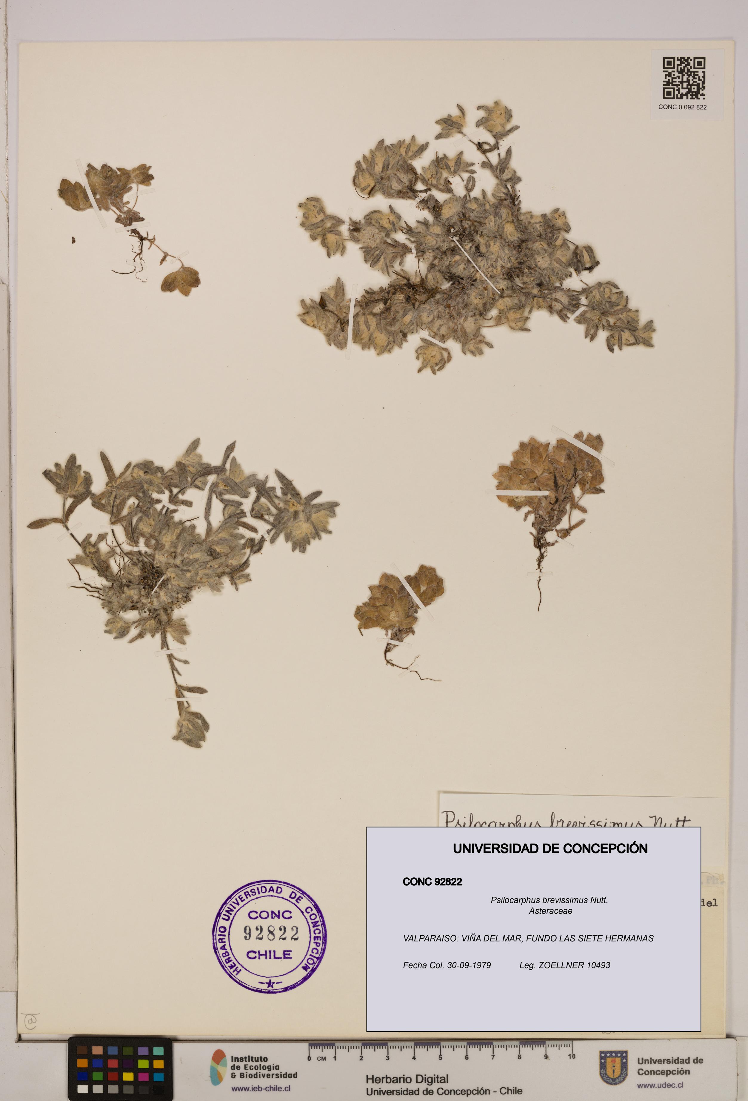 Psilocarphus brevissimus [Espécimen: ]
