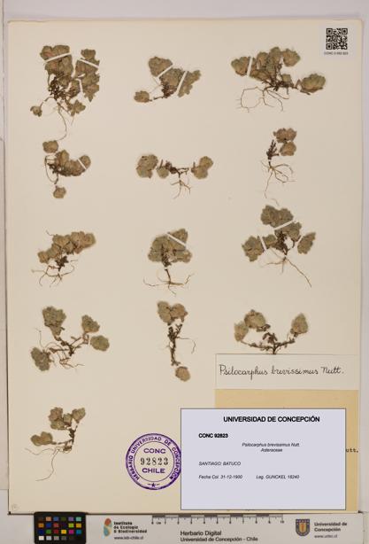 Psilocarphus brevissimus [Espécimen: ]