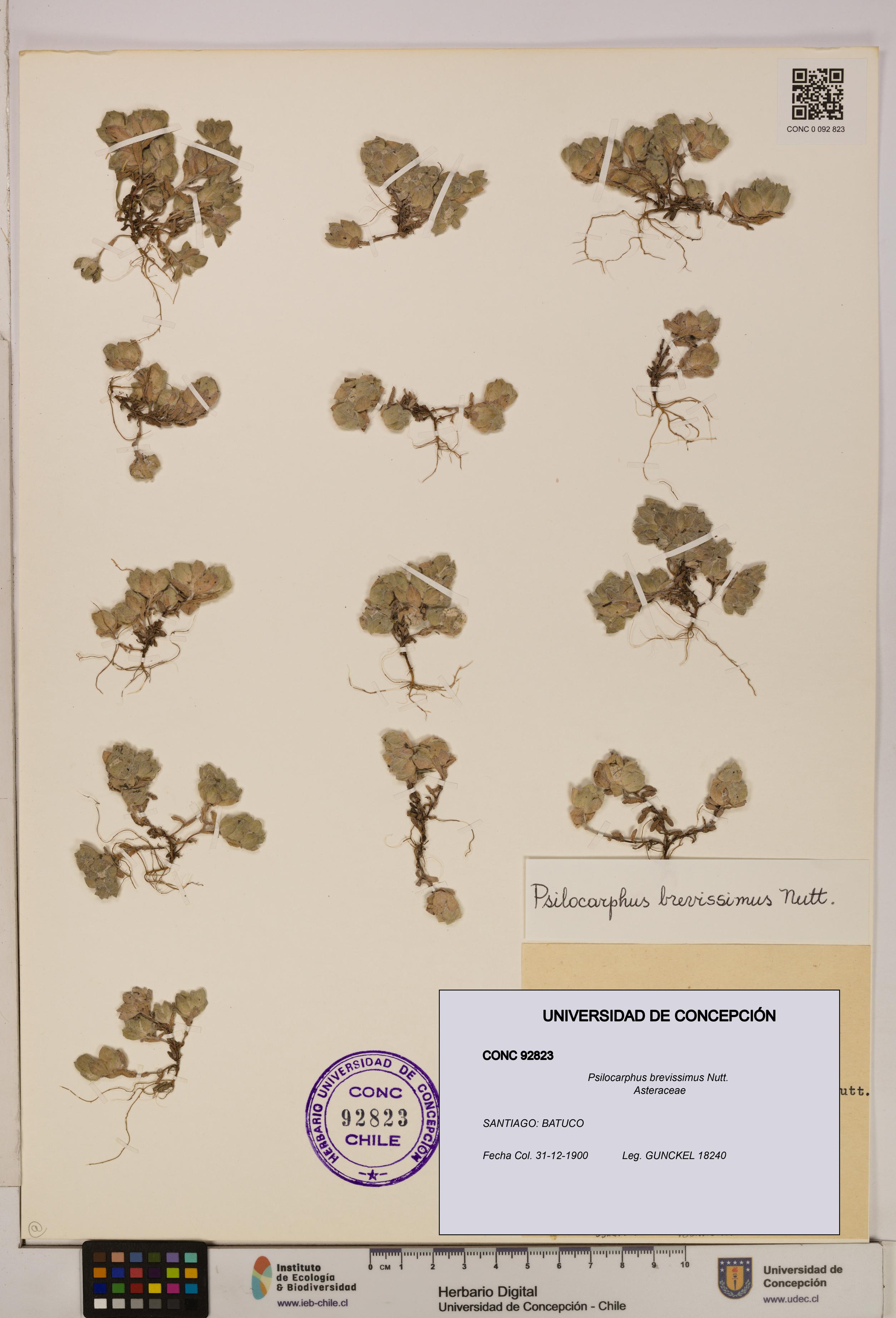 Psilocarphus brevissimus [Espécimen: ]