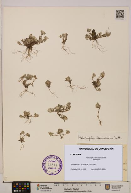 Psilocarphus brevissimus [Espécimen: ]