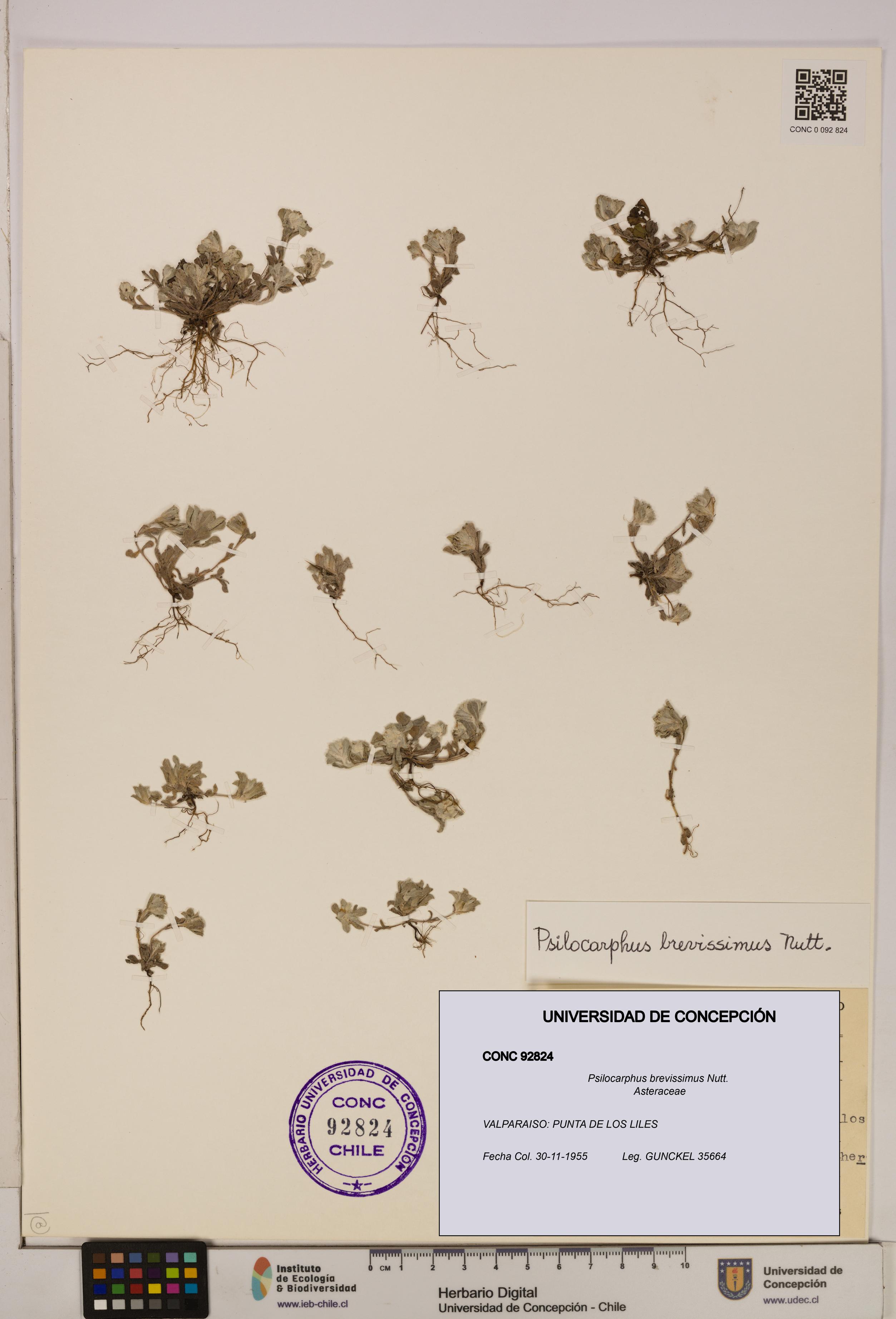 Psilocarphus brevissimus [Espécimen: ]