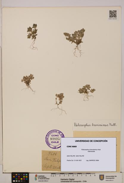 Psilocarphus brevissimus [Espécimen: ]
