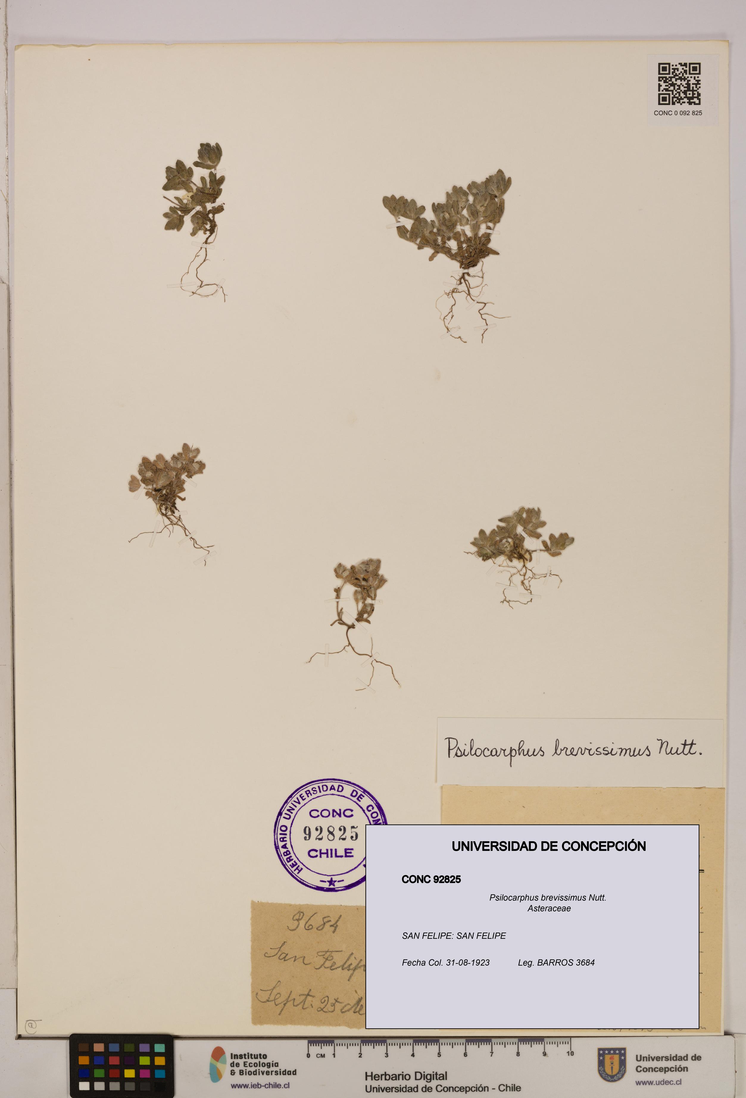 Psilocarphus brevissimus [Espécimen: ]