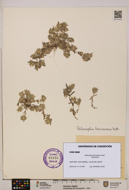 Psilocarphus brevissimus [Espécimen: ]